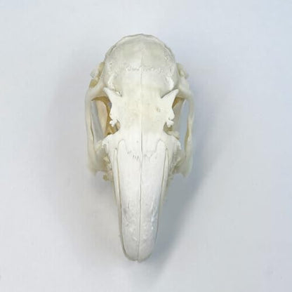 Taxidermy Real Cottontail Rabbit Animals Skull Decor - Model Animals Bones Specimen,Taxidermy Supplies for Science Education,Collection (Rabbit) - style: Rabbit Skull