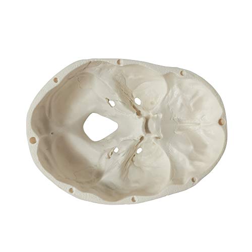 Mini Human Skull Model, 3 Parts Palm-Sized Anatomy Skull Model with Removable Skull Cap & Full Set Teeth, School Teaching-Learning Tool, Fun Decorations Halloween Decorations Pirate Themed Decorations