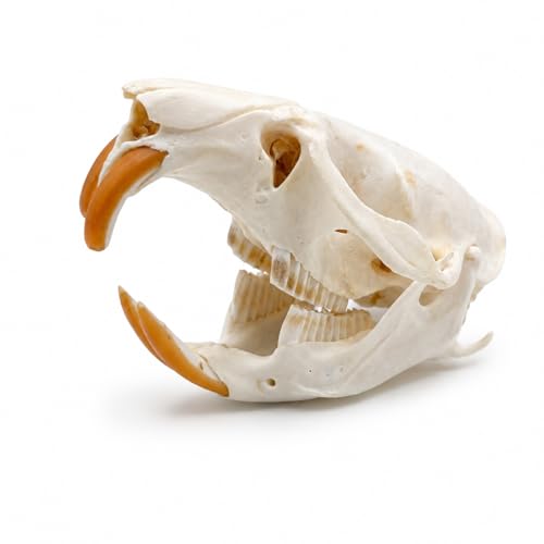 Taxidermy Real Muskrat Animal Skull Decor - Model Animals Bones Specimen,Taxidermy Supplies for Science Education,Collection (Muskrat) - style: Muskrat