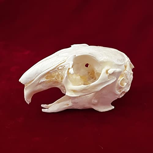 Taxidermy Real Animals Skulls, Real Bones Specimen, Taxidermy Supplies for Science Education - style: Rabbit Skull