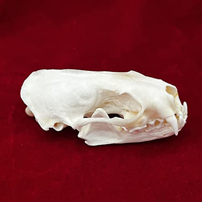 Taxidermy Real Animals Skulls, Real Bones Specimen, Taxidermy Supplies for Science Education, Special Gift (Mink Skull) - style: Mink Skull