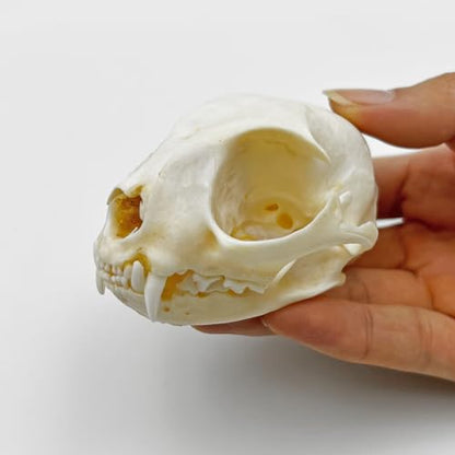 Real Animal Bone Specimen Natural Taxidermy Feline Skull for Science Collection - style: Feline Skull