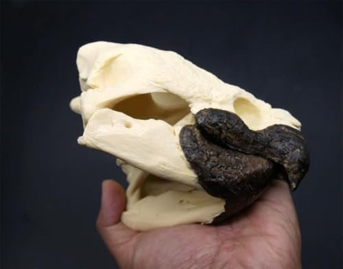 Taxidermy Real Animal Skull, Original Alligator Turtle Skull Model, Craft Animal Bones Real, Skull Decoration, Science Education Tool for Home, Specimen Collectibles Study DIY Office.