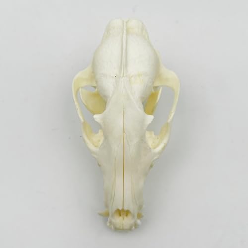 Taxidermy Real Animals Skull Decor - Model Animals Bones Specimen,Taxidermy Supplies for Science Education,Collection (Raccoon) - style: Raccoon Skull