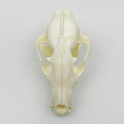Taxidermy Real Animals Skull Decor - Model Animals Bones Specimen,Taxidermy Supplies for Science Education,Collection (Raccoon) - style: Raccoon Skull
