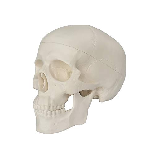 Mini Human Skull Model, 3 Parts Palm-Sized Anatomy Skull Model with Removable Skull Cap & Full Set Teeth, School Teaching-Learning Tool, Fun Decorations Halloween Decorations Pirate Themed Decorations