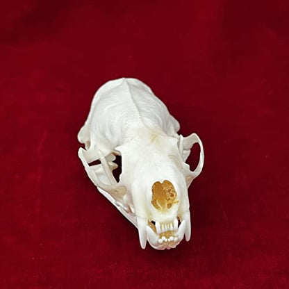 Taxidermy Real Animals Skulls, Real Bones Specimen, Taxidermy Supplies for Science Education, Special Gift (Mink Skull) - style: Mink Skull
