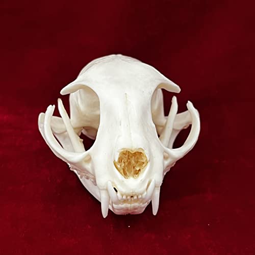 Taxidermy Real Animals Skulls, Real Bones Specimen, Taxidermy Supplies for Science Education, Special Gift - style: Cat Skull
