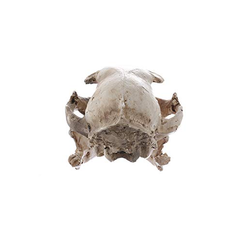 Halloween Resin Cat Skull Skeleton Model Figurine Animal Scary Skeleton Props for Home Décor Aquarium Fish Tank Landscape Collectible Teaching Prop