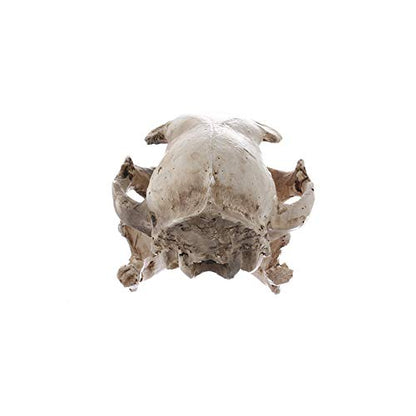 Halloween Resin Cat Skull Skeleton Model Figurine Animal Scary Skeleton Props for Home Décor Aquarium Fish Tank Landscape Collectible Teaching Prop