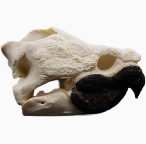 Taxidermy Real Animal Skull, Original Alligator Turtle Skull Model, Craft Animal Bones Real, Skull Decoration, Science Education Tool for Home, Specimen Collectibles Study DIY Office.