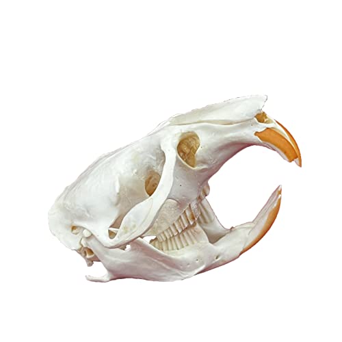 Taxidermy Real Animals Skulls, Real Bones Specimen, Taxidermy Supplies for Science Education, Special Gift (Muskrat Skull) - style: Muskrat Skull