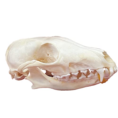 Taxidermy Real Animals Skulls, Real Bones Specimen, Taxidermy Supplies for Science Education, Special Gift (Fox Skull) - style: Fox Skull