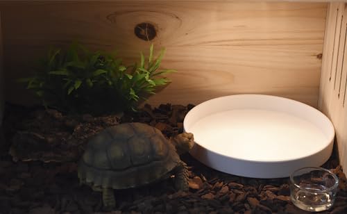 OMEM Reptile Food Bowl Water Dish,Feeding Dish, Birds Bowl (M, White) - color: White, size: Medium