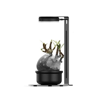 Bioloark LED Magnetic Plant Light with Stand, 5W USB Terrarium Lamp for Moss, Bio Bottle, Small Plant Display, 3 Light Colors, Dimmable Touch Control, Light with Stand - color: Magnetic light kit