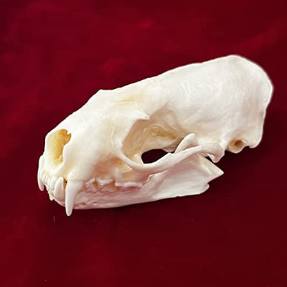 Taxidermy Real Animals Skulls, Real Bones Specimen, Taxidermy Supplies for Science Education, Special Gift (Mink Skull) - style: Mink Skull