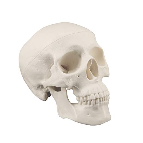 Medarchitect Mini Skull Model Small Size Human Anatomy Skull Model with Moving Jaw and Articulated Mandible for Drawing Cranium Medical Education, Decoration, Art Student Sketching