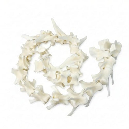 Taxidermy Real Fox Spine Decor - Model Animals Bones Specimen, Taxidermy Supplies for Science Education, Collection (Fox Spine) - style: Fox Spine