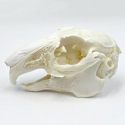 Taxidermy Real Cottontail Rabbit Animals Skull Decor - Model Animals Bones Specimen,Taxidermy Supplies for Science Education,Collection (Rabbit) - style: Rabbit Skull