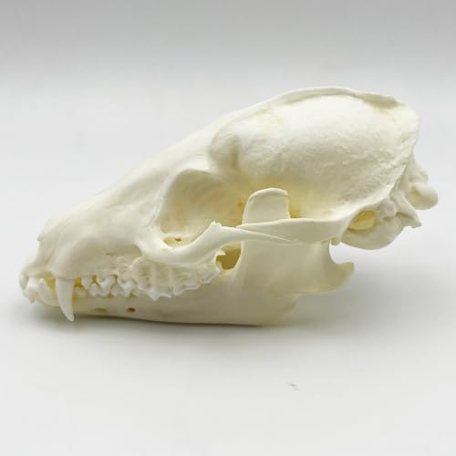Taxidermy Real Animals Skull Decor - Model Animals Bones Specimen,Taxidermy Supplies for Science Education,Collection (Raccoon) - style: Raccoon Skull