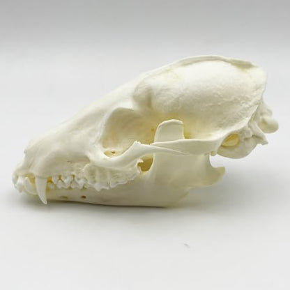 Taxidermy Real Animals Skull Decor - Model Animals Bones Specimen,Taxidermy Supplies for Science Education,Collection (Raccoon) - style: Raccoon Skull