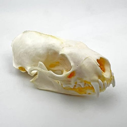 Taxidermy Real Animals Skull Decor - Model Animals Bones Specimen,Taxidermy Supplies for Science Education,Collection (Mink Skull) - style: Mink Skull