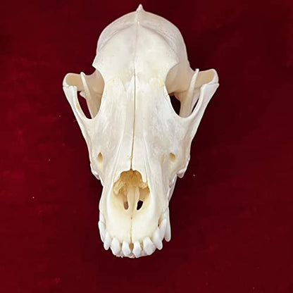 Taxidermy Real Animals Skulls, Real Bones Specimen, Taxidermy Supplies for Science Education, Special Gift (Fox Skull) - style: Fox Skull