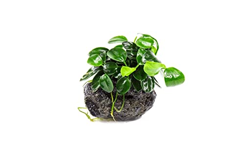 SubstrateSource Live Planted Decor - Bucephalandra Godzilla (Bucephalandra sp.) on Lava Stone - Low to Medium Light, Dark Green with Blue Iridescence, Foreground to Midground Tank Placement - 1 Pack - color: Anubias Nana Petite on Lava Stone, size: Lava S