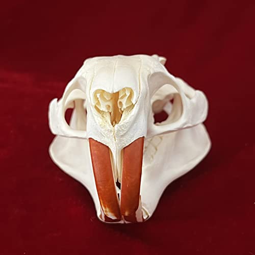 Taxidermy Real Animals Skulls, Real Bones Specimen, Taxidermy Supplies for Science Education, Special Gift (Coypu Skull) - style: Coypu Skull