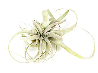 Josh's Frogs Desert Plant Kits for Arid Bioactive Terrariums (Medium) - size: Medium