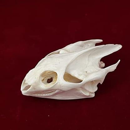Taxidermy Real Animals Skulls, Real Bones Specimen, Taxidermy Supplies for Science Education, Special Gift (Turtle Skull) - style: Turtle Skull