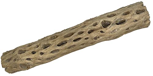 Awesome Aquatic 12 inch 2-3” Thick XL Teddy Bear/Chain Fruit/Buckhorn/Staghorn Cholla Wood Hollow Tube Wood Cactus Skeleton Tubes 12” x 2-3” Thick/Diameter (12 in x 2-3 in Diameter) - size: XL 12 in x 2-3 in Diameter