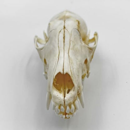 Taxidermy Real Animals Skull Decor - Model Animals Bones Specimen,Taxidermy Supplies for Science Education,Collection (Fox) - style: Fox Skull