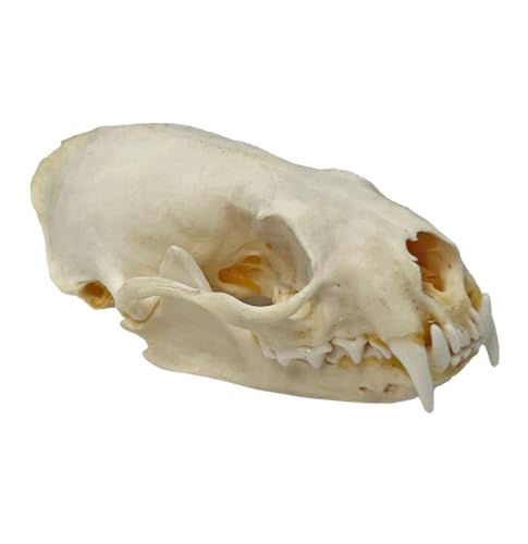 Taxidermy Real Animals Skull Decor - Model Animals Bones Specimen,Taxidermy Supplies for Science Education,Collection (Mink Skull) - style: Mink Skull