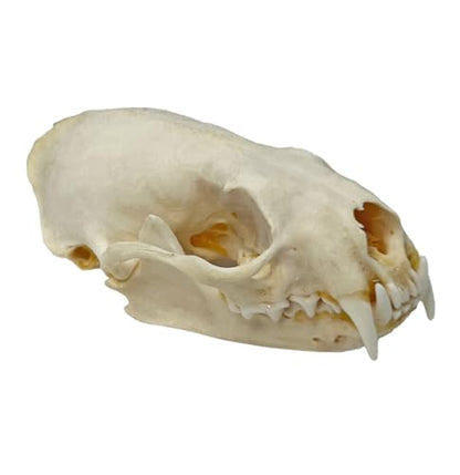 Taxidermy Real Animals Skull Decor - Model Animals Bones Specimen,Taxidermy Supplies for Science Education,Collection (Mink Skull) - style: Mink Skull