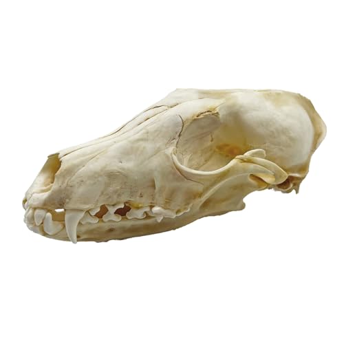 Taxidermy Real Animals Skull Decor - Model Animals Bones Specimen,Taxidermy Supplies for Science Education,Collection (Fox) - style: Fox Skull