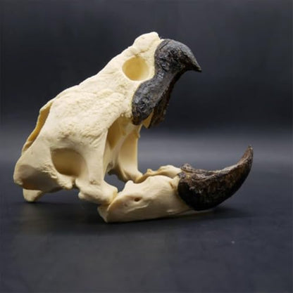 Taxidermy Real Animal Skull, Original Alligator Turtle Skull Model, Craft Animal Bones Real, Skull Decoration, Science Education Tool for Home, Specimen Collectibles Study DIY Office.