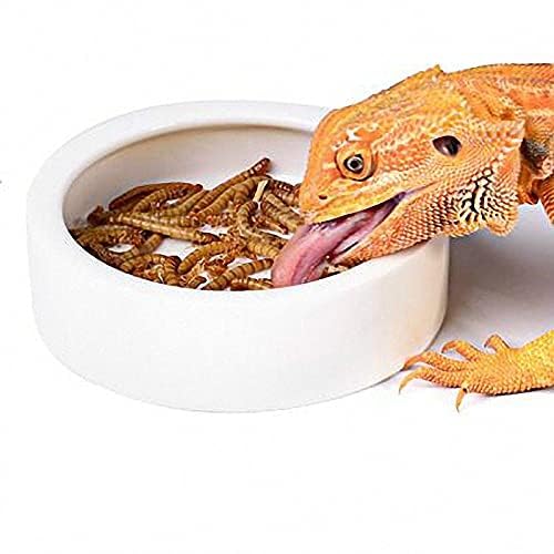 Reptiles Bowl Ceramics Dish 3.9 x 1 inch Round Feeder Anti-Escape Dubia Roach Breadworm Plate with Deep Edge for Lizard Gecko Tortoise (M)