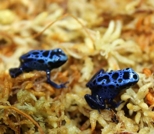 besgrow Premium New Zealand Sphagnum Moss, 100g (8L When Hydrated) - Harvested Sustainably from The Pristine West Coast of New Zealand's South Island - size: 100 Gram