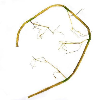 Penn-Plax Reptology Reptile Climber-Vine – Thick Green Vine Decoration for Terrariums – 5” Length (REP401) - size: 5' Green