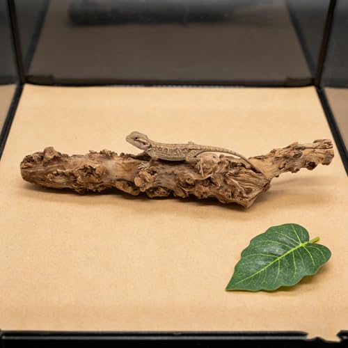 GANAZONO Snake Climbing Branch: Reptile Wood Natural Cork Log Tank Accessories Tree Trunk for Chameleon Gecko Snake Frog Spider 30-40 Cm/11.81-15.75 Inch