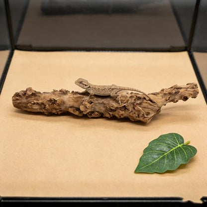 GANAZONO Snake Climbing Branch: Reptile Wood Natural Cork Log Tank Accessories Tree Trunk for Chameleon Gecko Snake Frog Spider 30-40 Cm/11.81-15.75 Inch