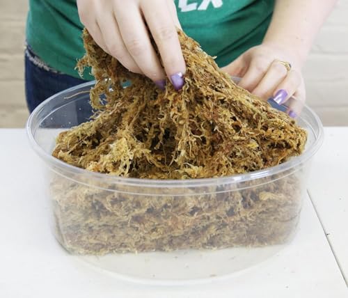 Premium New Zealand Sphagnum Moss, 1000g (80L When Hydrated) - Harvested in New Zealand's South Island, Dried and Long for Potted Plants, Orchids, Reptiles (AA Classic (4" Strands)) - size: AA Classic (4" Strands)