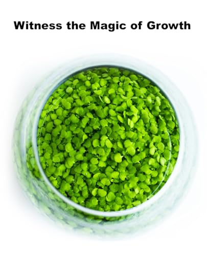 Kraftstories Water Terrarium Kit with Mini Glass Bowl, substrate and seeds | Create Your Own Indoor Garden| DIY Complete Set for Simple, Stunning Growth Unique Gift for nature lover (3.75" H - 4.5" W) - size: 3.75" H - 4.5" W