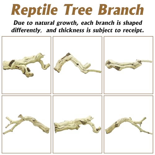 VCEPJH 2 Pack Reptile Wood Branches, Snake Climbing Branch Natural Bearded Dragon Log and Large Snake Climbing Branch Decor 15.5 in Natural for Chameleon Gecko Ball Python Frog