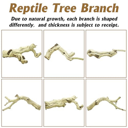 VCEPJH 2 Pack Reptile Wood Branches, Snake Climbing Branch Natural Bearded Dragon Log and Large Snake Climbing Branch Decor 15.5 in Natural for Chameleon Gecko Ball Python Frog