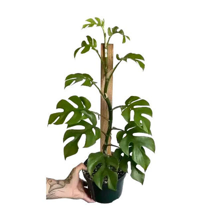 Premium Mini Monstera Soil Blend - Designed to Meet The Unique Needs of Your Plant by Gardenera - 4 Quart - size: 4 QUART