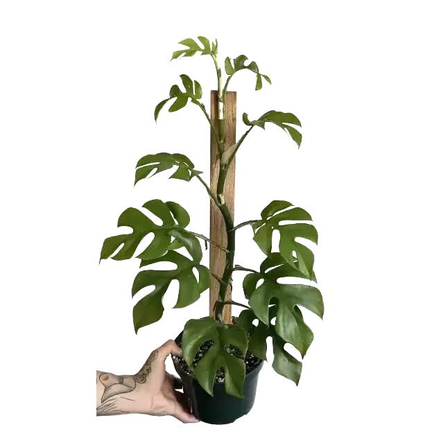 Premium Mini Monstera Soil Mix - Expertly Formulated for Strong Roots and Aeration by Gardenera - 2 Quart - size: 2 QUART