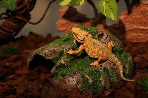 AQUA KT Terrarium Reptile Hideout Cave Rock with Basking Platform for Lizard Snake Bearded Dragon Climbing Amphibian Habitat