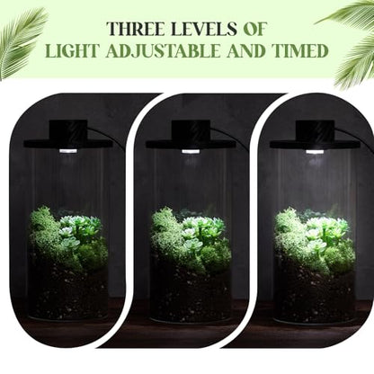Maxdot Glass Plant Terrarium Kit with LED Grow Light, Desk Terrarium for Venus Fly Trap, Succulents, Moss & Miniature Garden, Borosilicate Glass Desktop Planter for Home Office(7.9 x 3.9 Inch) - size: 7.9 x 3.9 Inch